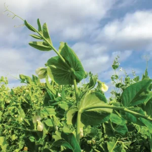 Yellow Field Peas