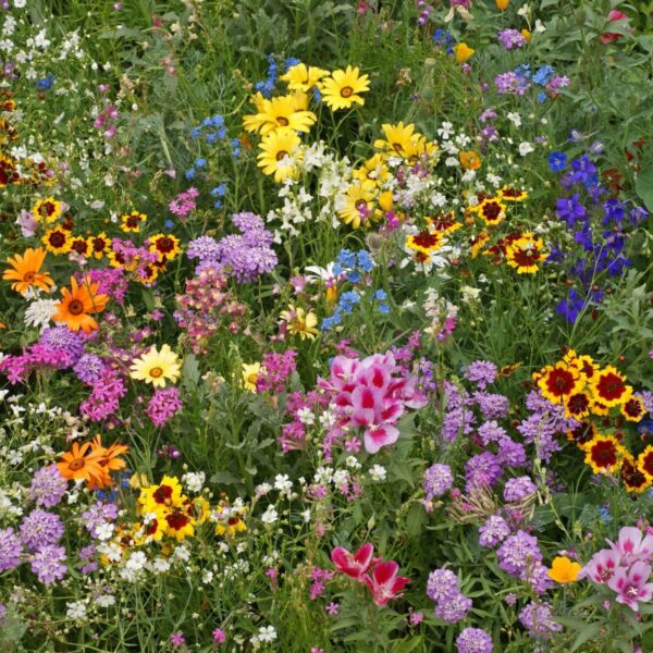 All Annual Wildflower Mix