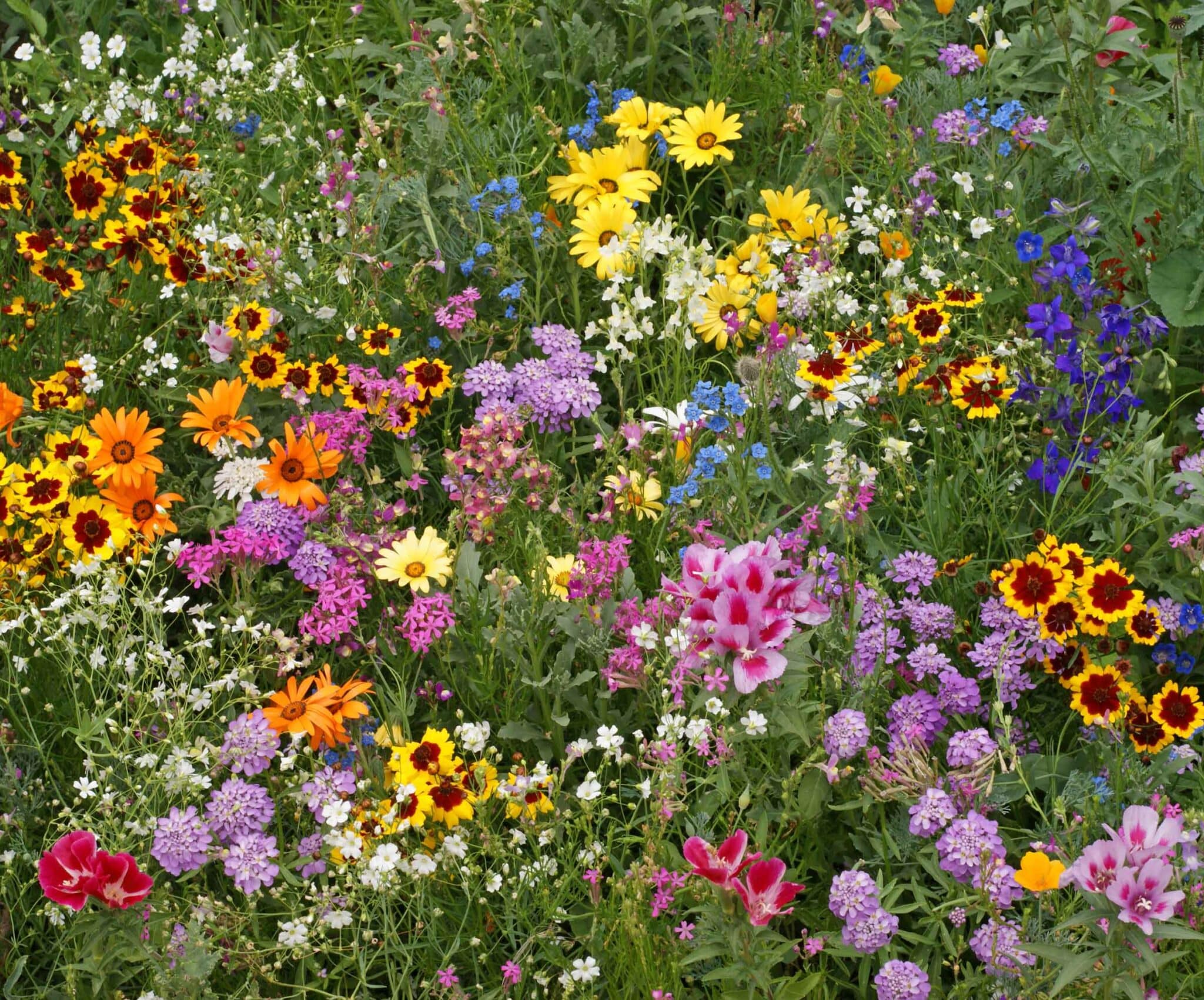 Wildflowers