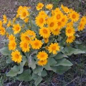 Arrowleaf Balsamroot