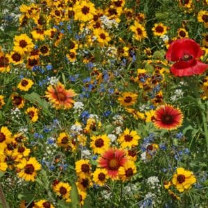 Bee Happy Pollinator Mix