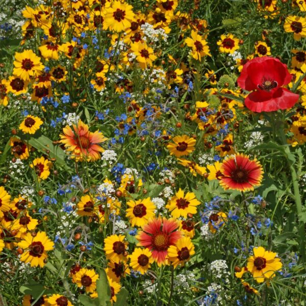 Bee Happy Pollinator Mix