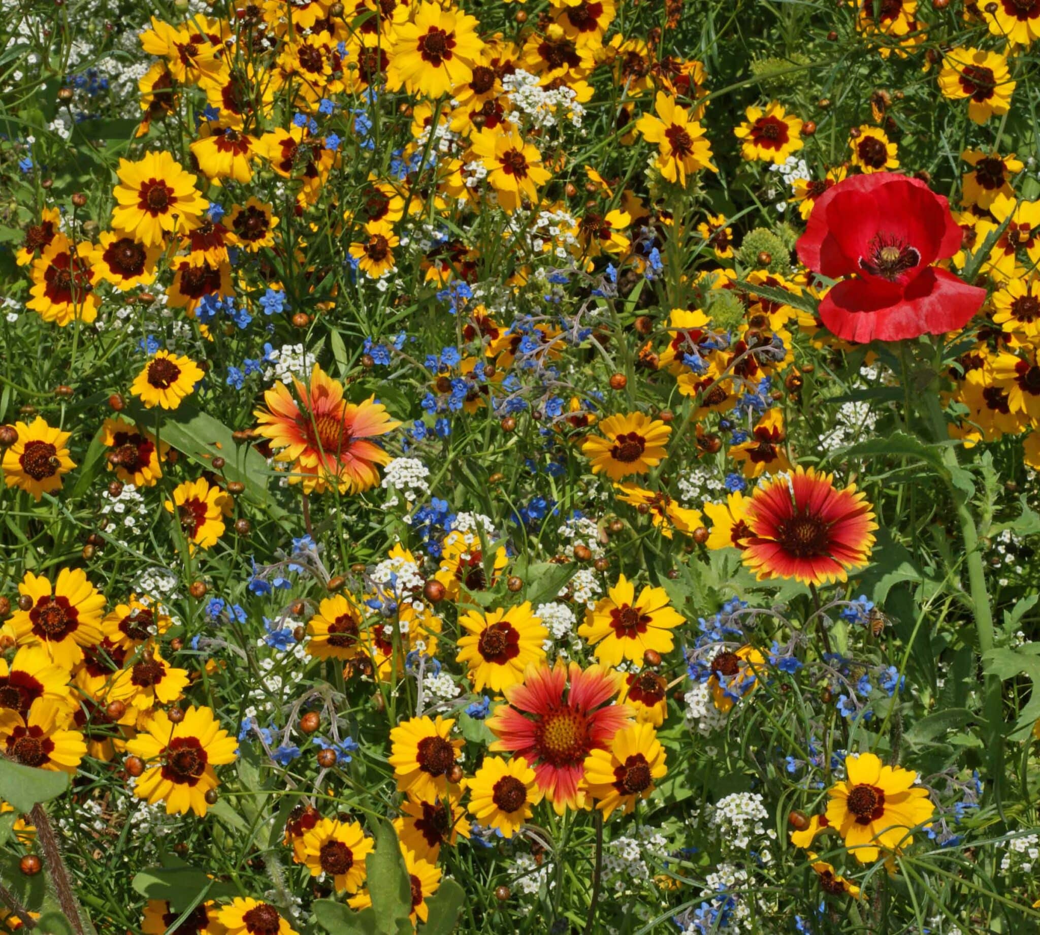 Bee Attracting Blend Bee Happy Mix 2g500 Seeds GMO FREE