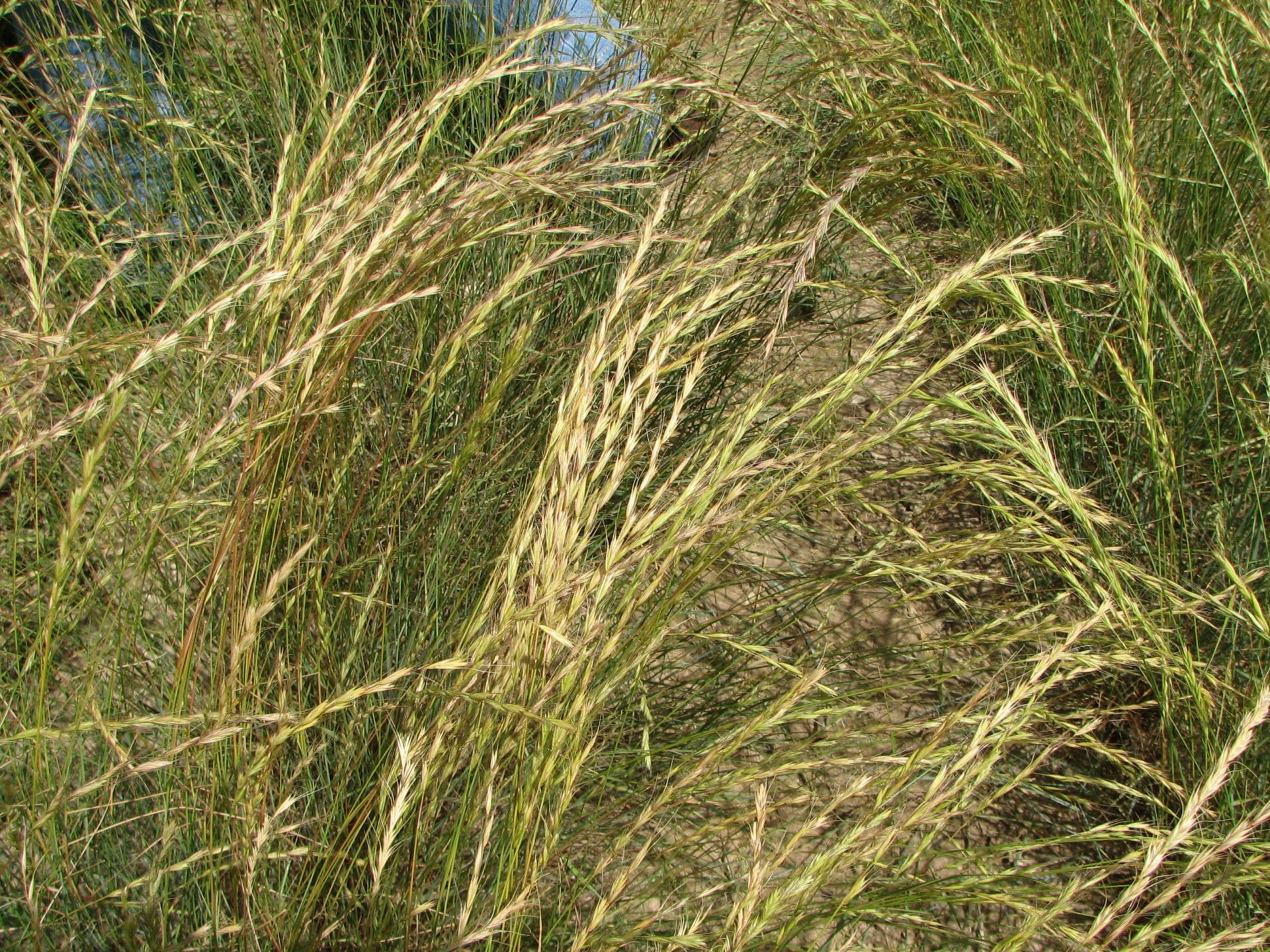 Bluebunch Wheatgrass Buffalo Brand Seed