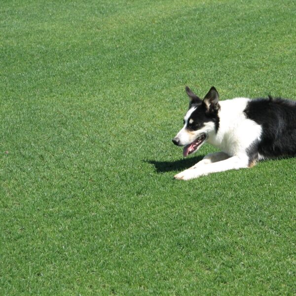 On Par, Ryegrass Blend