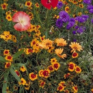 Dryland Wildflower Mix