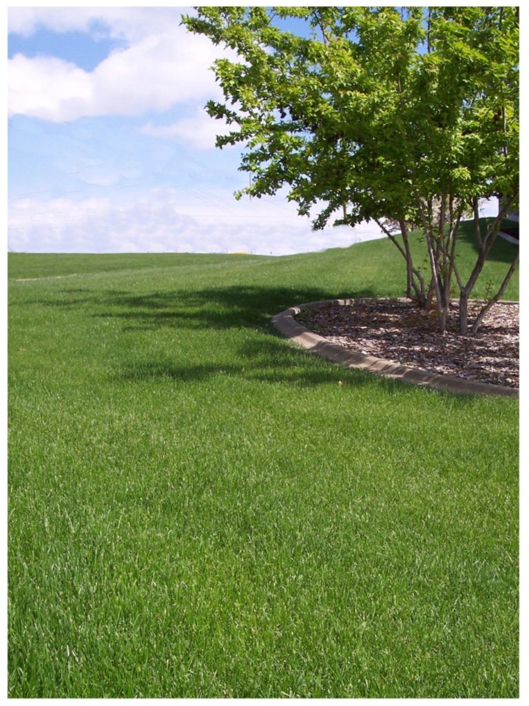 emerald-iii-tall-fescue-blend-buffalo-brand-seed