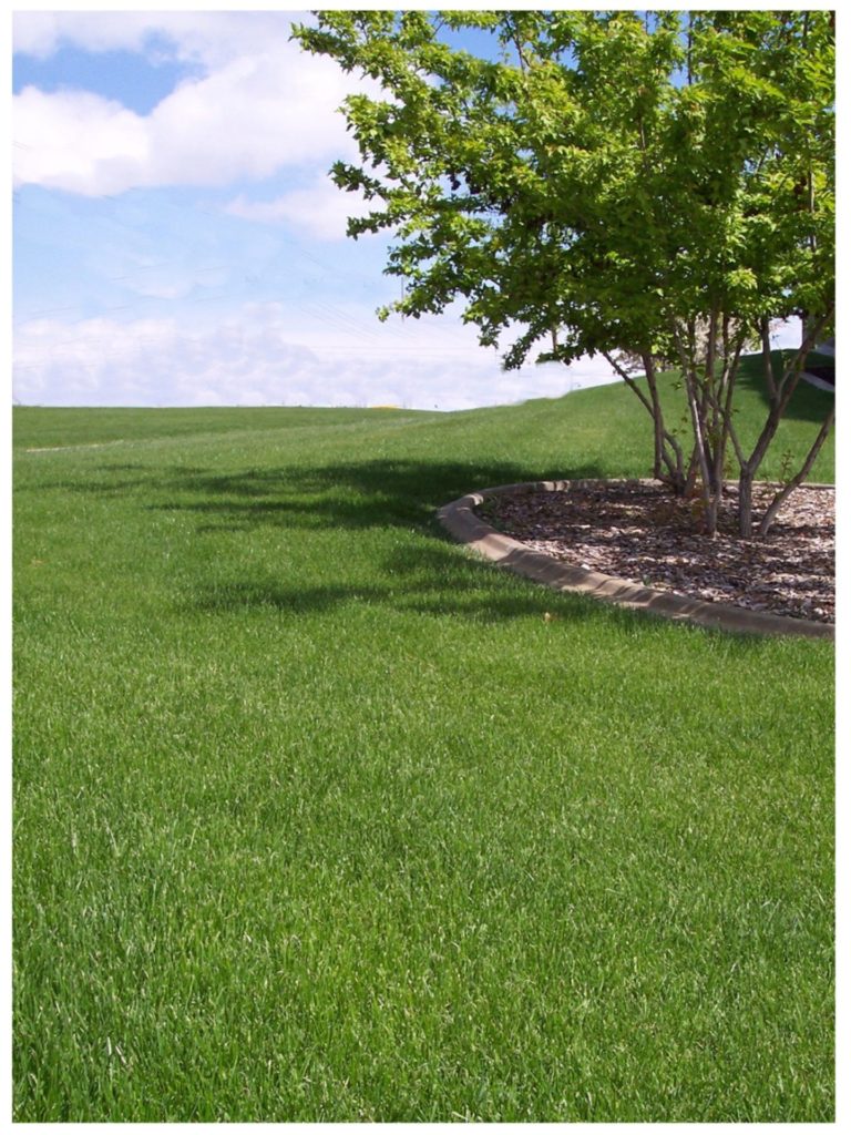 Emerald Iii Tall Fescue Blend Buffalo Brand Seed