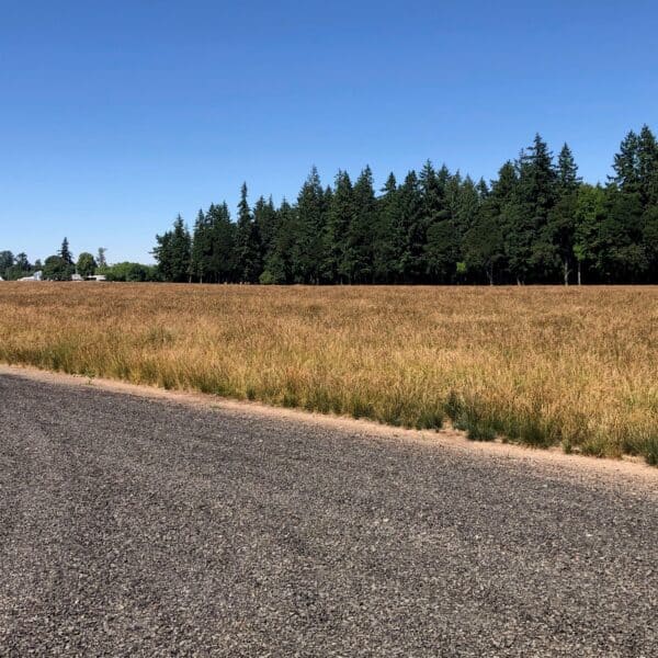 Tall Fescue - Image 6