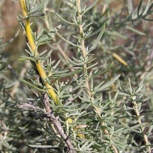 Forage Kochia