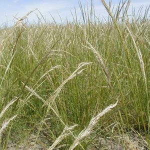 Green Needlegrass