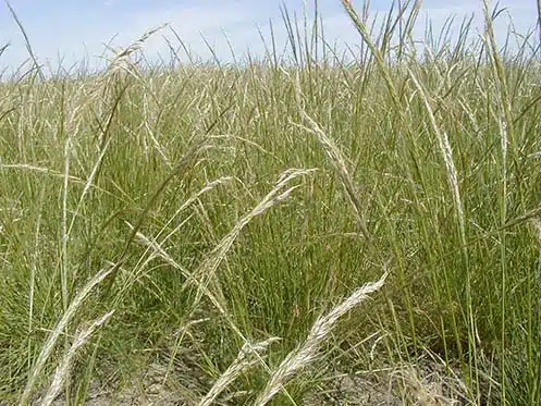Netl's Grass Green Needlegrass - Buffalo Brand Seed