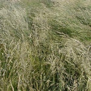 Smooth Brome - Buffalo Brand Seed