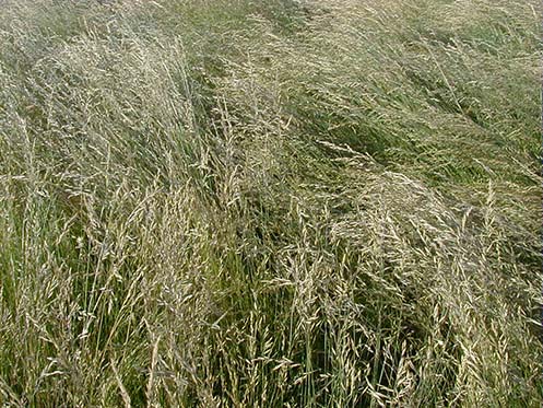 Idaho Fescue Buffalo Brand Seed