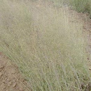 Indian Ricegrass