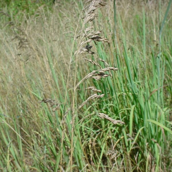 Kentucky Bluegrass - Image 3
