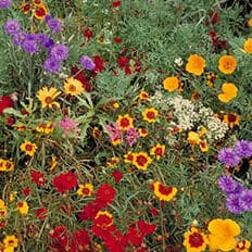 Wildflower Mixes