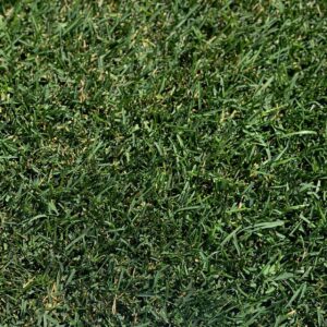 Elite-Improved Kentucky Bluegrass