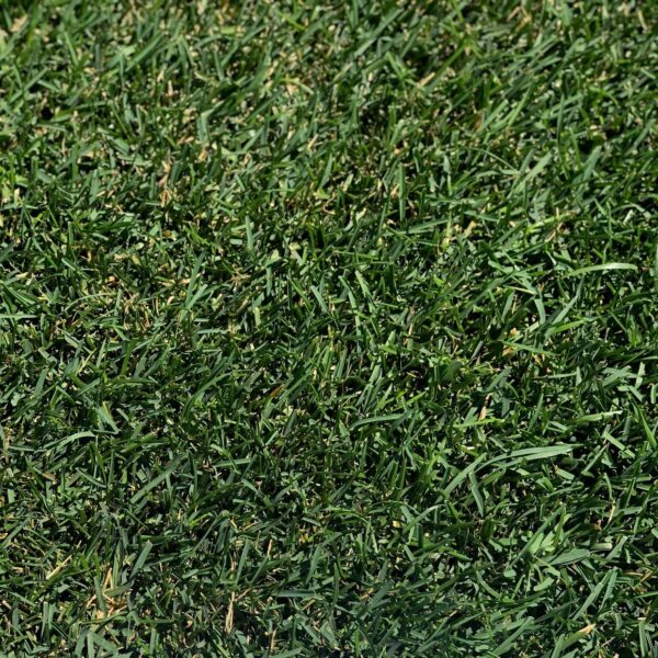 Elite-Improved Kentucky Bluegrass