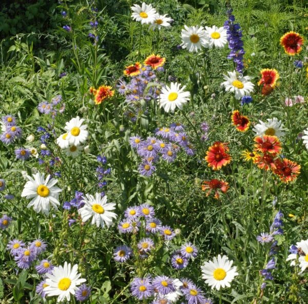 Buffalo Brand Mountain Wildflower Mix - Image 4