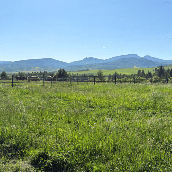 Buffalo Brand Mountain Meadow Mix - Image 2