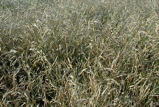 Mountain Brome - Buffalo Brand Seed
