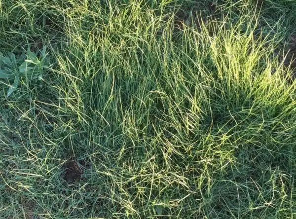 Buffalo Brand Native Turf Mix - Buffalo Brand Seed