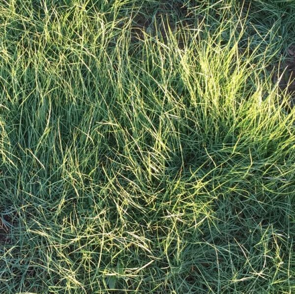 Buffalo Brand Native Turf Mix