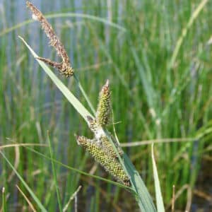 Nebraska Sedge