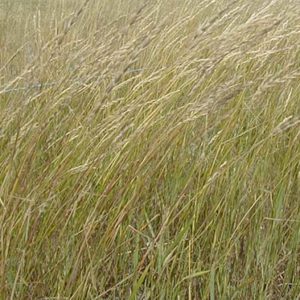 Newhy Hybrid Wheatgrass