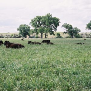 Buffalo Brand PM-6 Premium Irrigated Mix