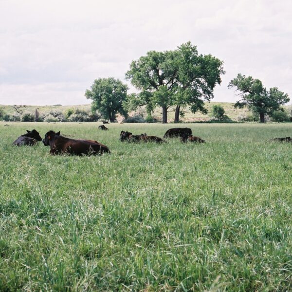 Buffalo Brand PM-6 Premium Irrigated Mix