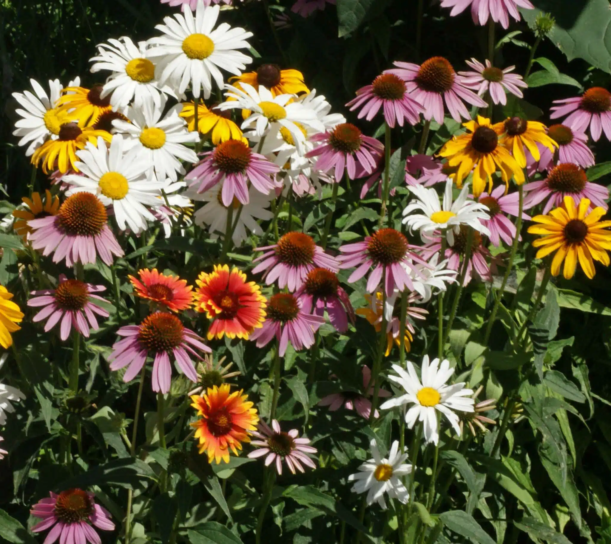 All Perennial Wildflower Seed Mix