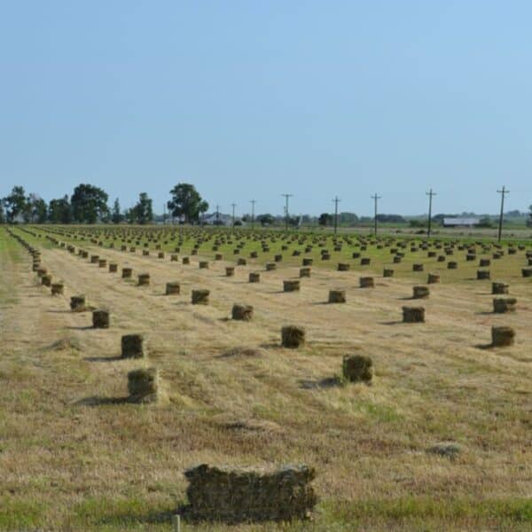 Buffalo Brand PM-6 Premium Irrigated Mix - Image 2