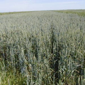 Wheat X Wheatgrass