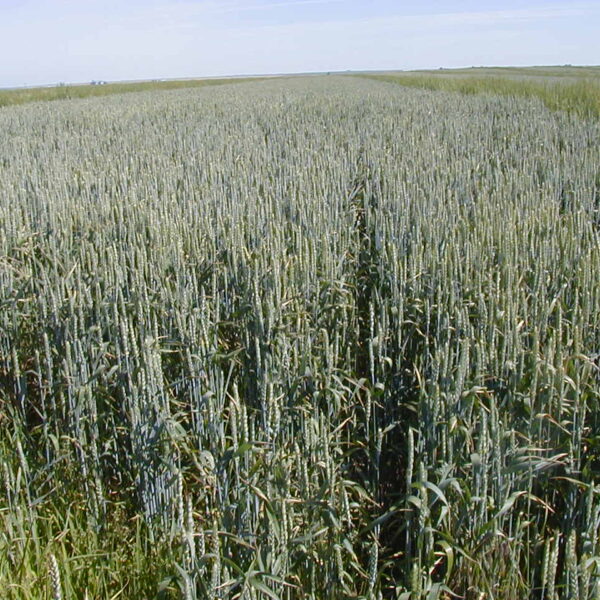 Wheat X Wheatgrass