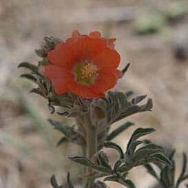 Scarlet Globemallow