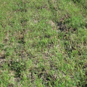 Public Alfalfa