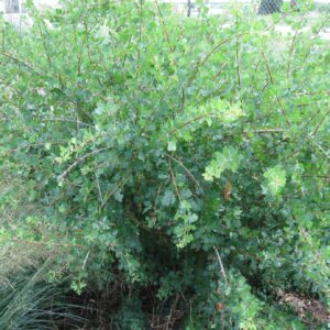Skunkbush Sumac (3-Leaf Sumac)