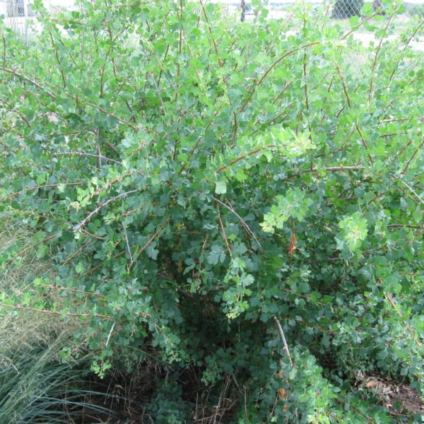 Skunkbush Sumac (3-Leaf Sumac)