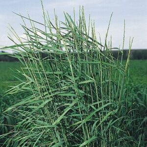 Slender Wheatgrass