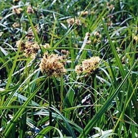 Small Fruited Bulrush