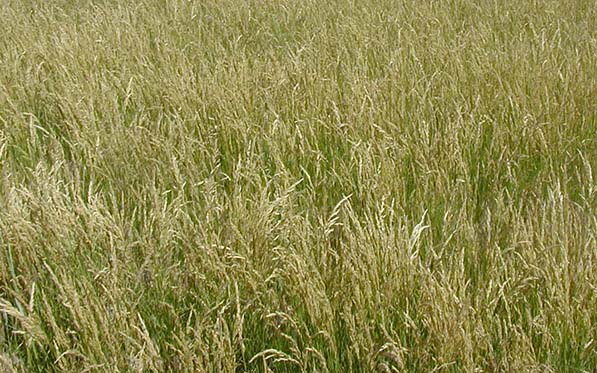 Smooth Brome - Buffalo Brand Seed