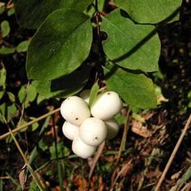 Snowberry