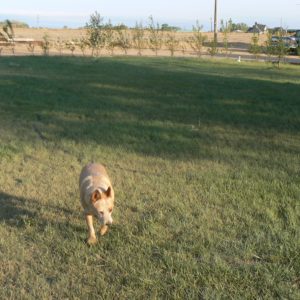 Streambank Wheatgrass