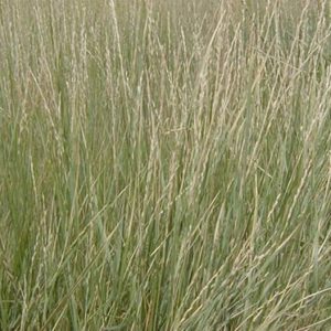Tall Wheatgrass
