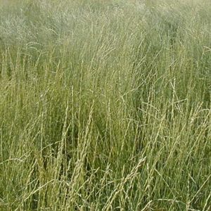 Thickspike Wheatgrass