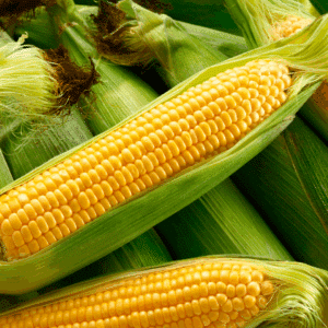 Sweet Corn