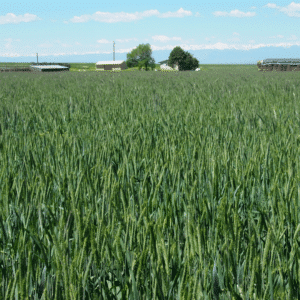 Triticale
