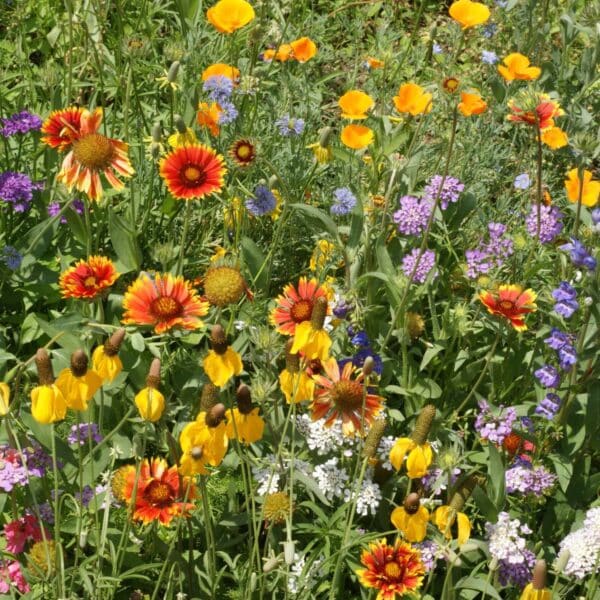 Western Wildflower Mix